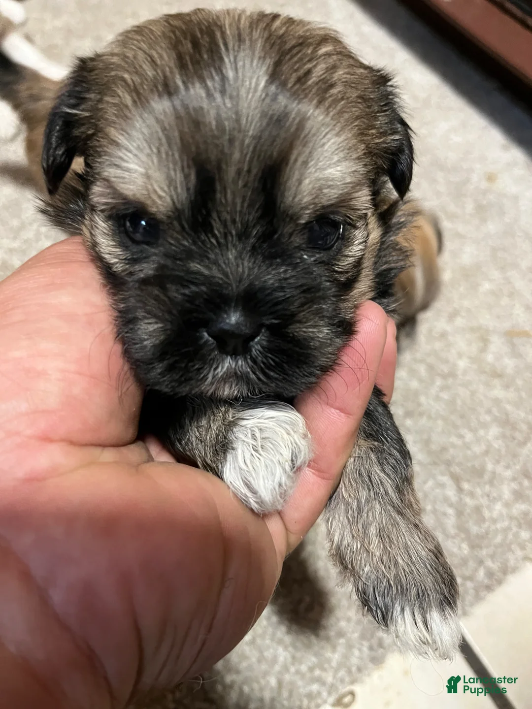 Havanese dogs for sale: Havanese Puppy 7 - Ad 1