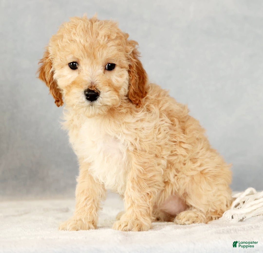 Cavapoo dogs for sale: Alicia - Ad 1