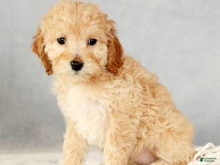 Cavapoo dogs Alicia - Ad 40