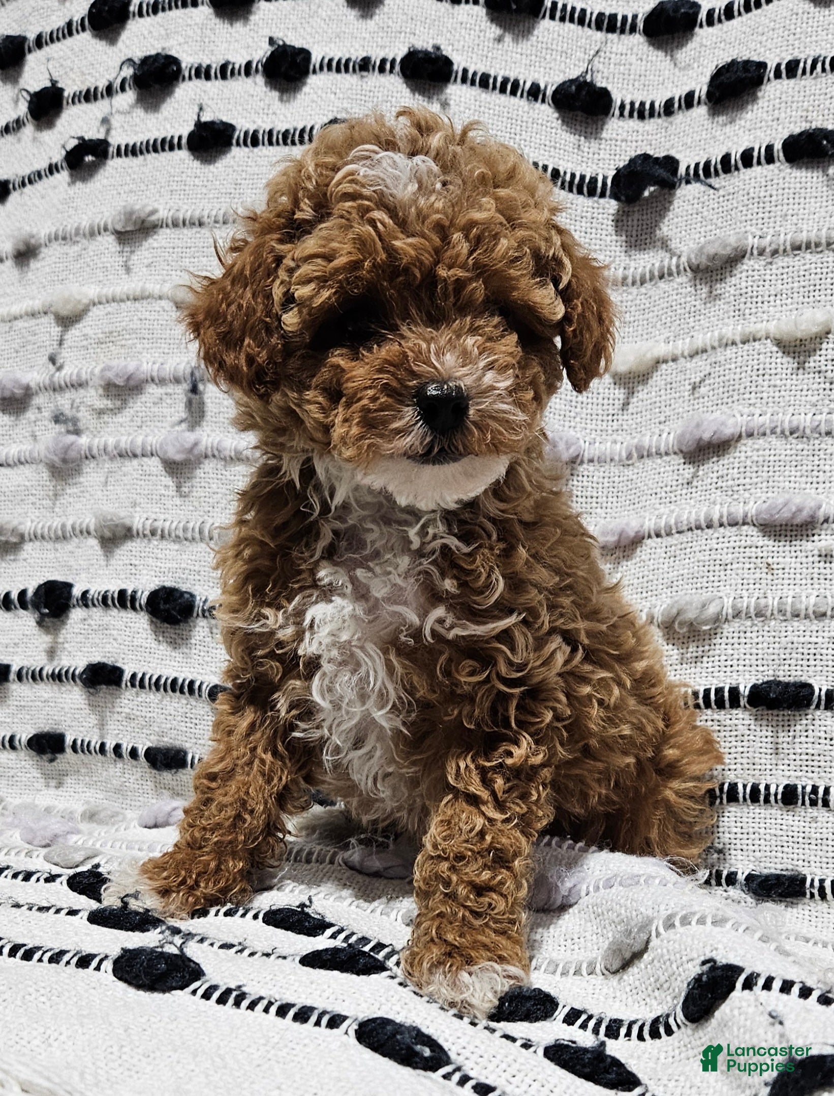Toy Poodle dogs Broccoli  - Ad 28
