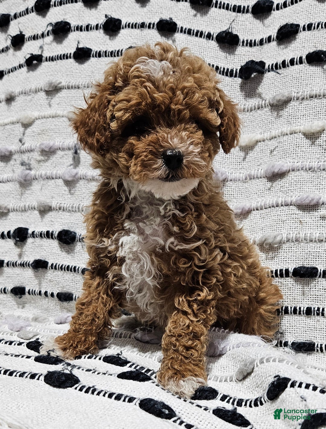 Toy Poodle dogs for sale: Broccoli  - Ad 1