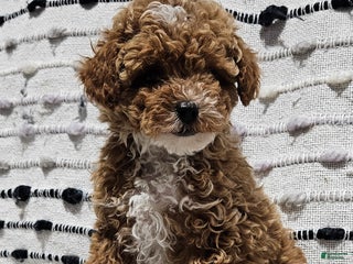Toy Poodle dogs Broccoli - Ad 29