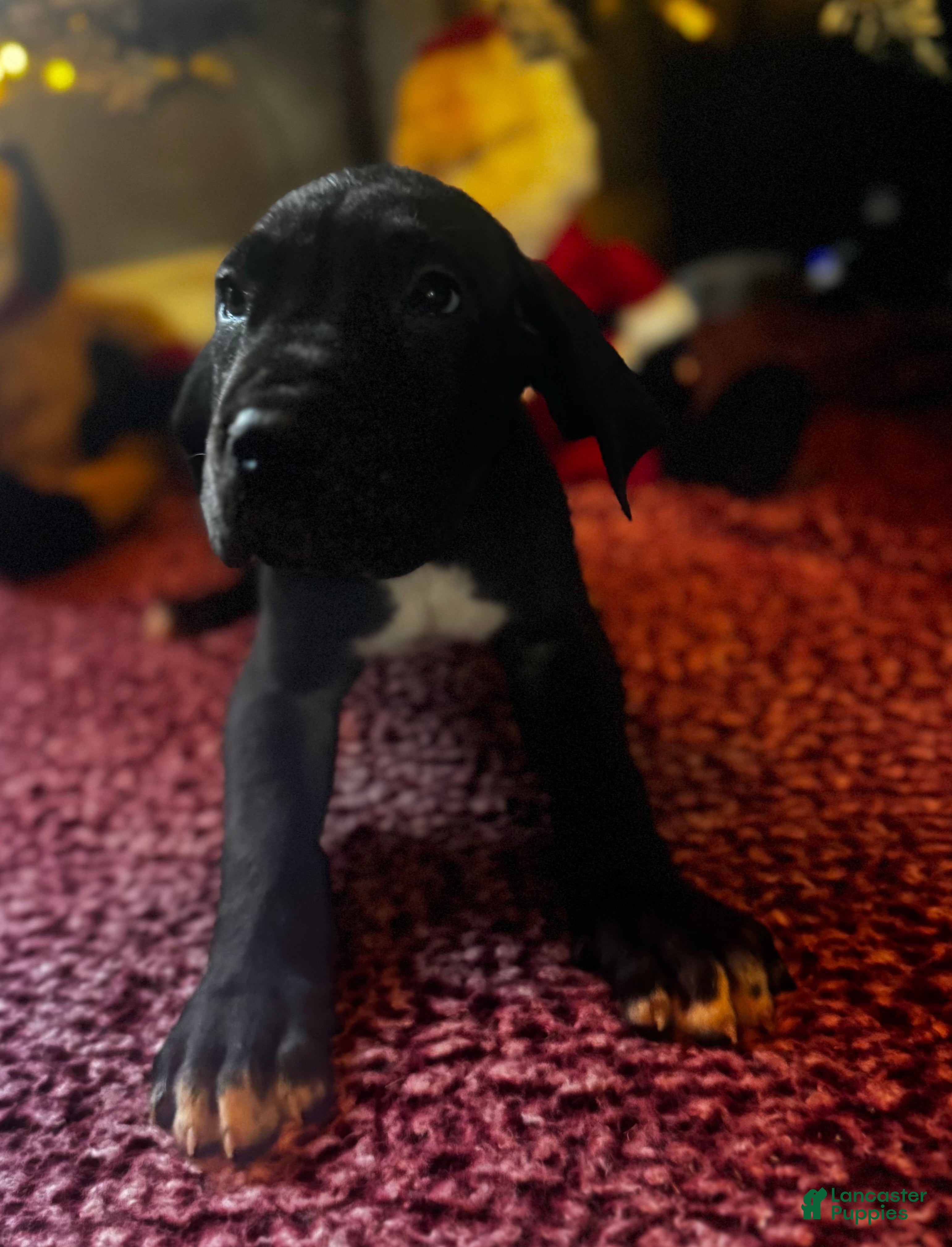 Great Dane dogs Jerry - Ad 24