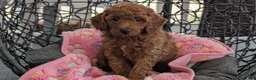 Toy Poodle dogs for sale: Vic - Ad 4