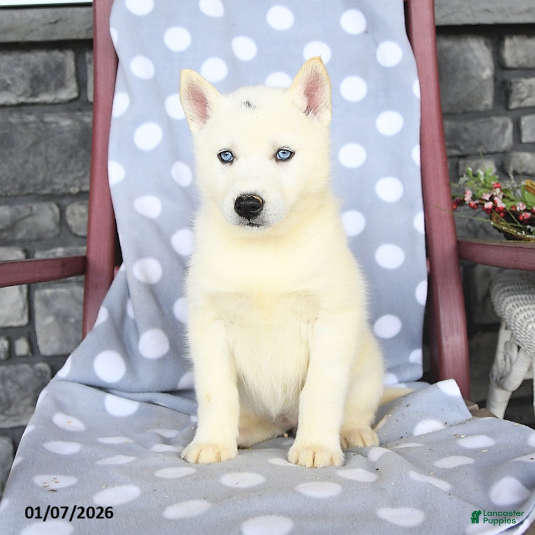 Siberian Husky dogs for sale: Angel - Ad 2