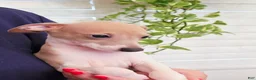 Italian Greyhound dogs for sale: Santiago - Ad 13
