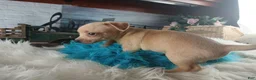 Chihuahua dogs for sale: Autumns fawn boy. Hand Delivery  - Ad 7