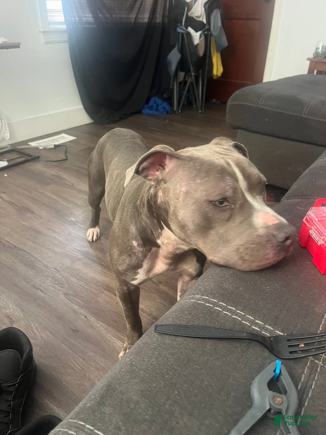 American Bully dogs for sale: Eyes - Ad 4