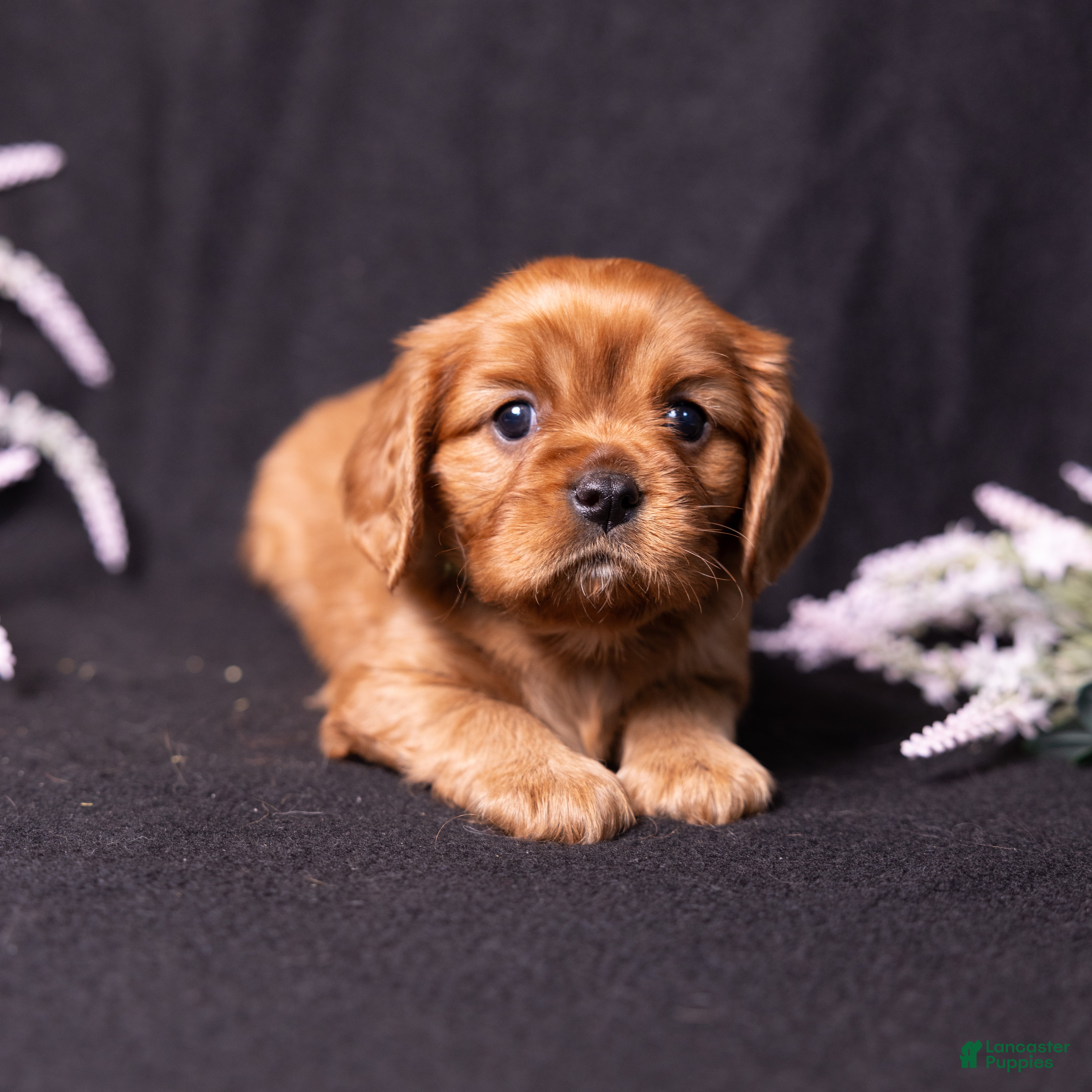 Cavalier King Charles Spaniel dogs Galileo - Ad 1
