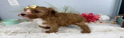 Cavapoo dogs for sale: Zoe  - Ad 11
