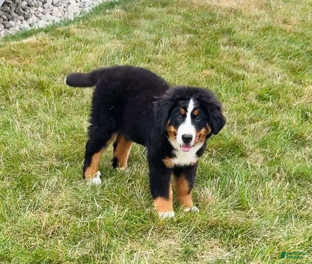 Bernese Mountain Dog dogs for sale: Roxy - Ad 1