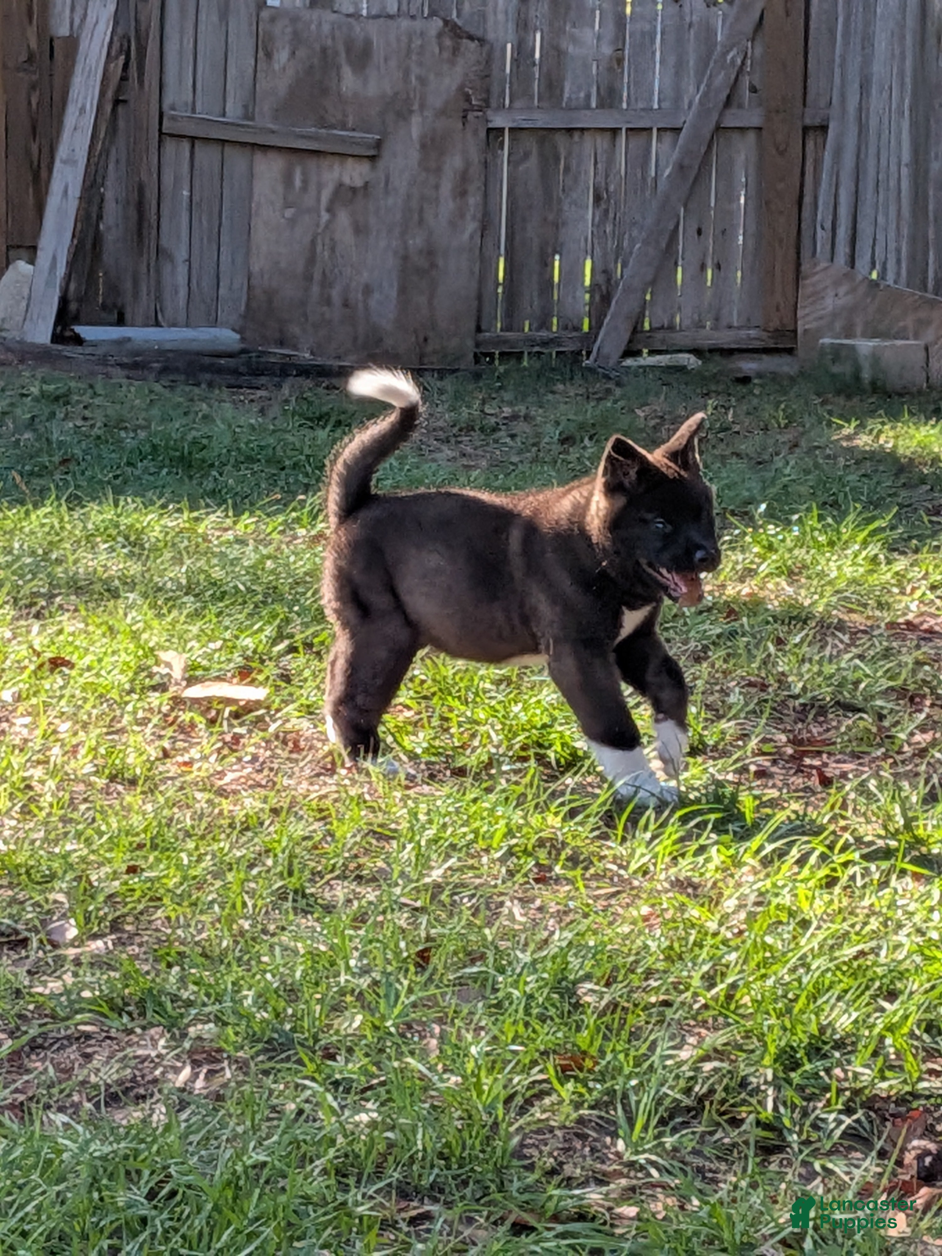 Akita dogs Akita Puppy 6 - Ad 1
