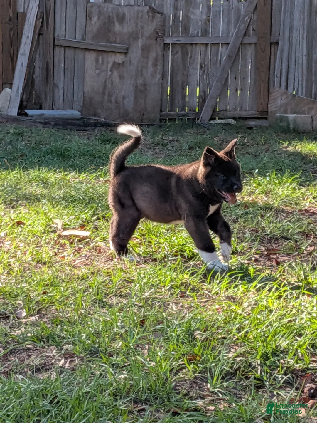Akita dogs for sale: Akita Puppy 6 - Ad 1