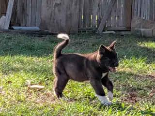 Akita dogs for sale: Akita Puppy 6 - Ad 3