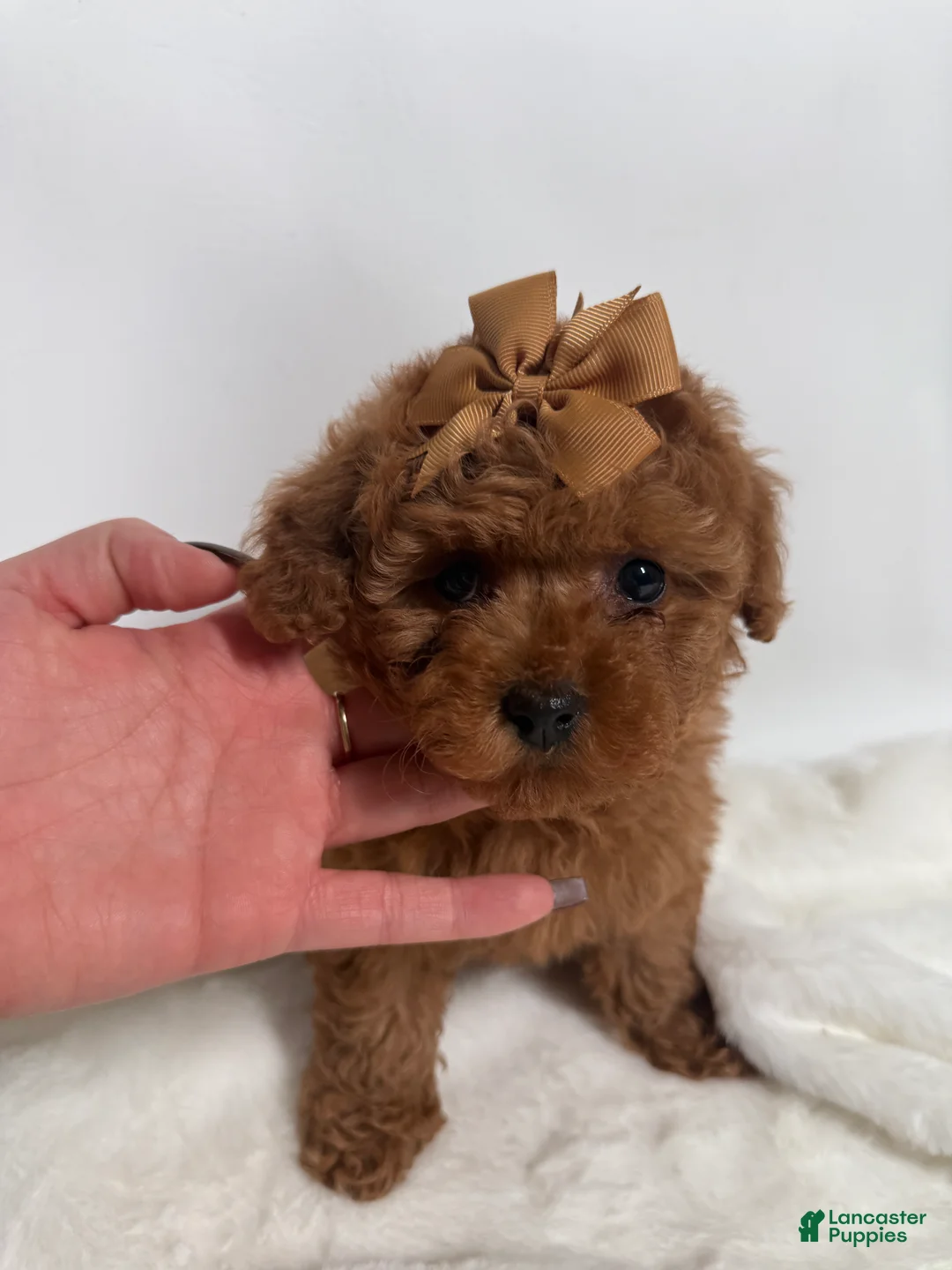 Toy Poodle dogs for sale: Tiny Lilly  - Ad 7