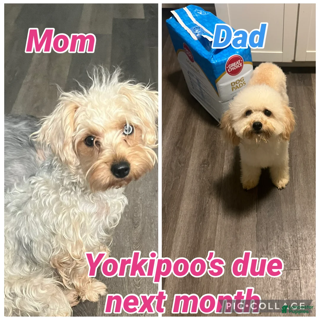 Yorkiepoo dogs for sale: Stitch - Ad 5