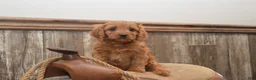 Cavapoo dogs for sale: Libby - Ad 3