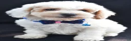 Miniature Poodle dogs for sale: Lennie - Ad 6