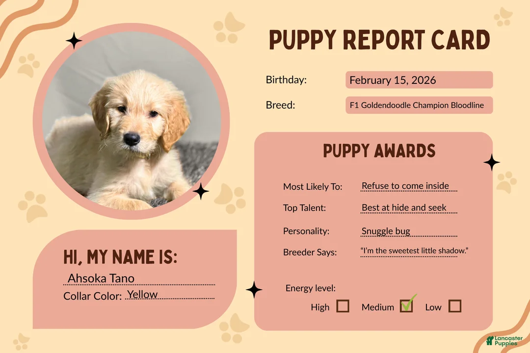 Goldendoodle dogs for sale: Ashoka Tano - F1 Standard Goldendoodle - Ad 2