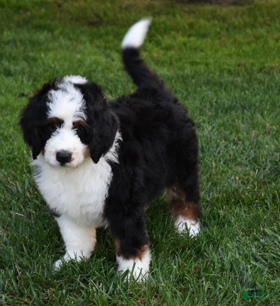 Mini Bernedoodle dogs Cuddles  - Ad 2