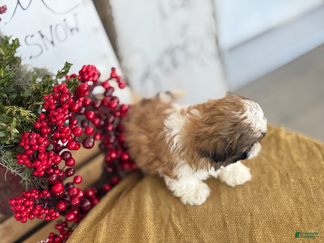Shih Tzu dogs for sale: Patch - Ad 10