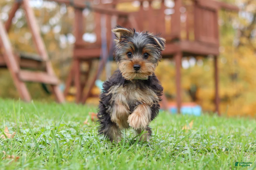 Yorkshire Terrier dogs for sale: Jasper - Ad 2