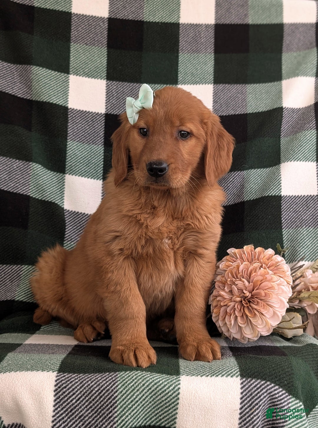 Golden Retriever dogs for sale: Egypt - Ad 2