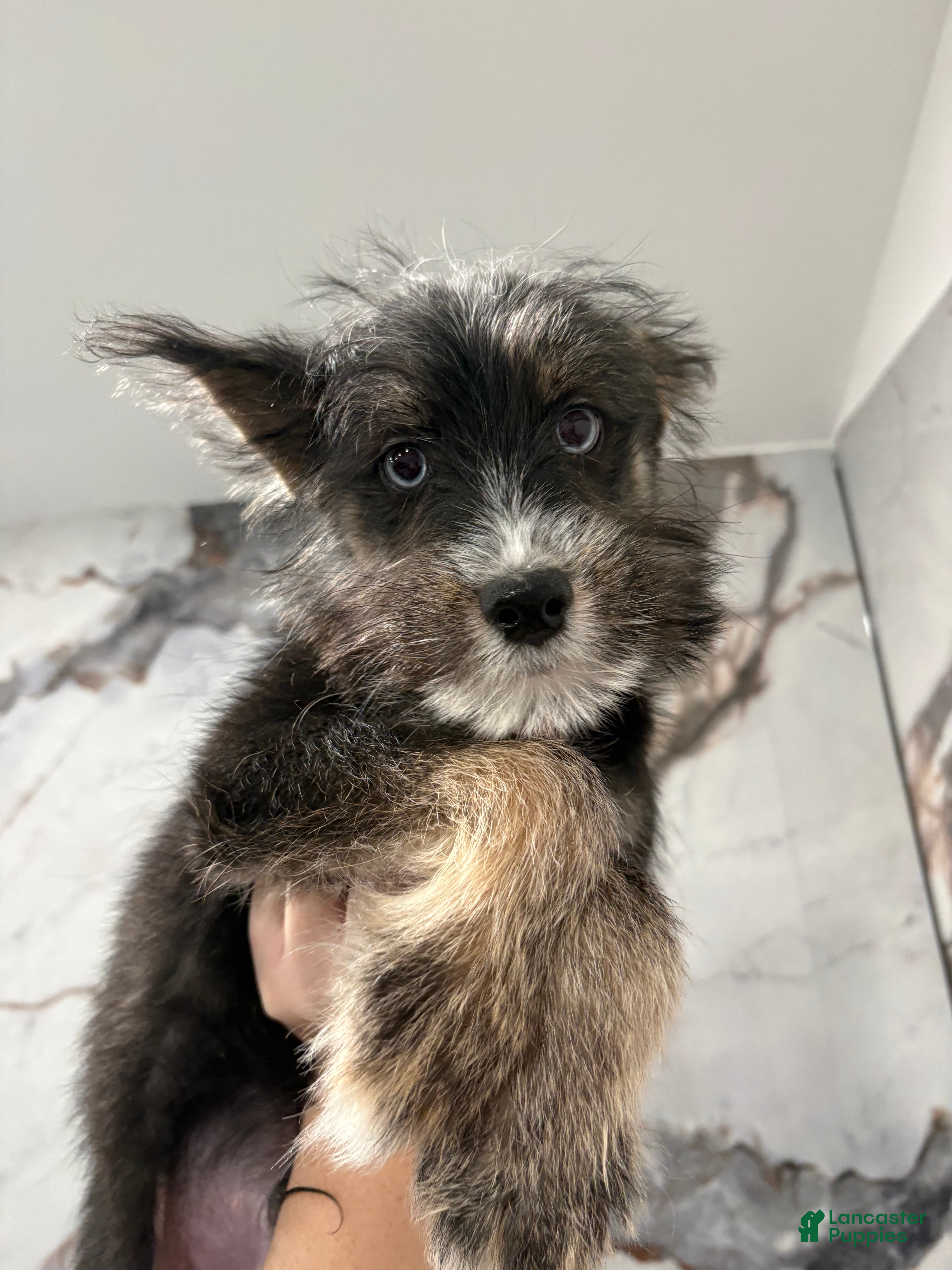 Huskipoo dogs Huskipoo Puppy 2 - Ad 2