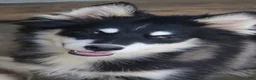 Pomsky dogs for sale: Dash - Ad 1