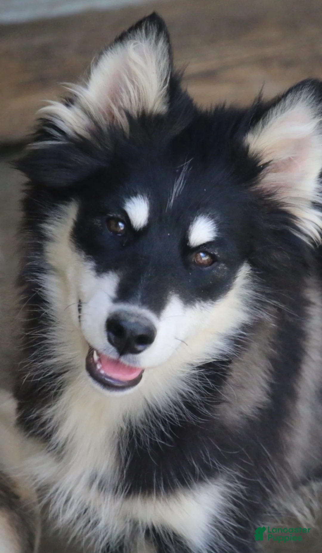 Pomsky dogs for sale: Dash - Ad 1
