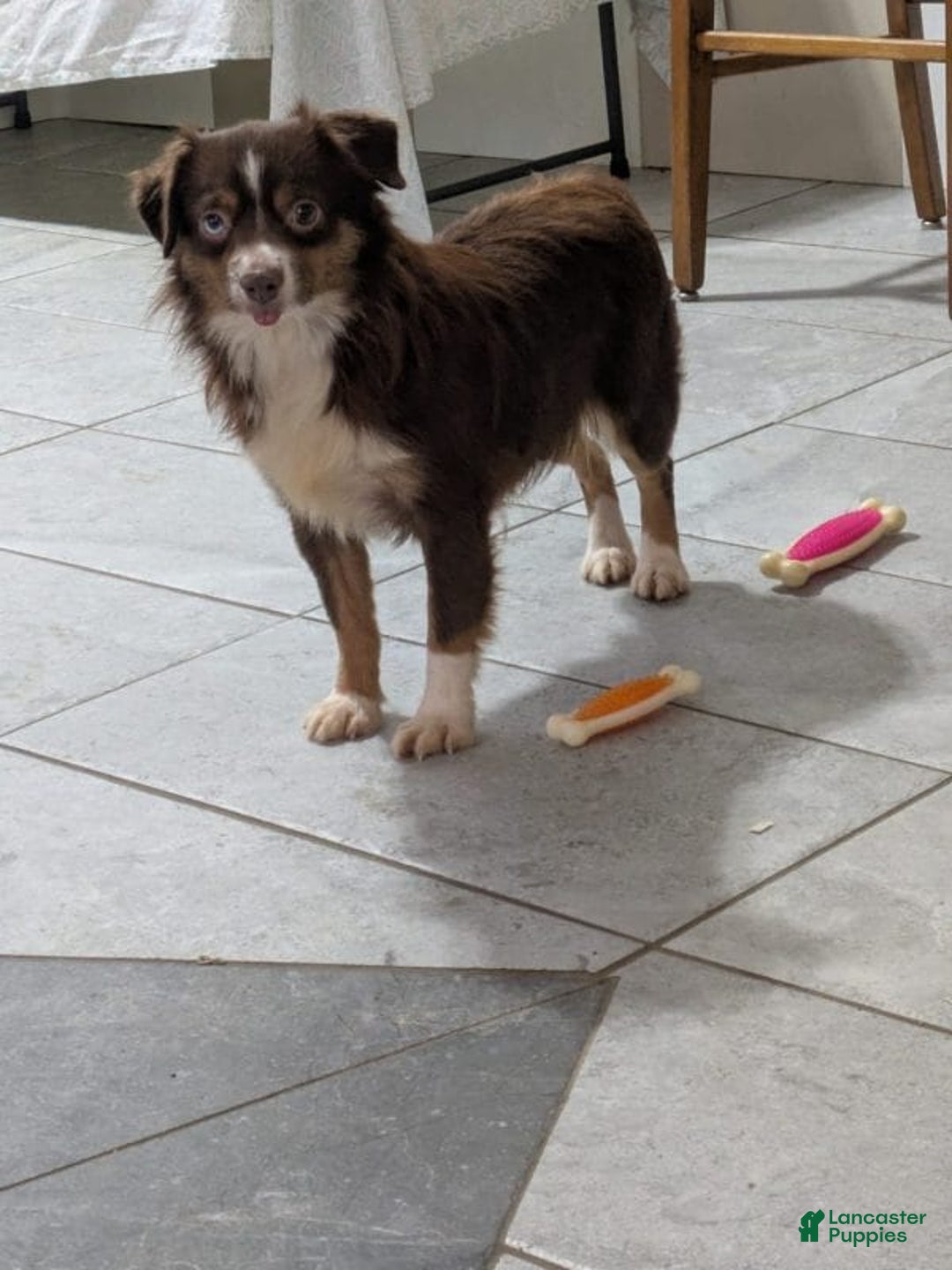 Mini Aussiedoodle dogs for sale: Gabrielle - Ad 10