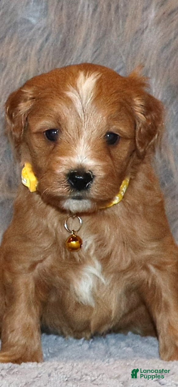 Mini Goldendoodle dogs Winslow 💙👨‍👨‍👧‍👦💞🐕 - Ad 2