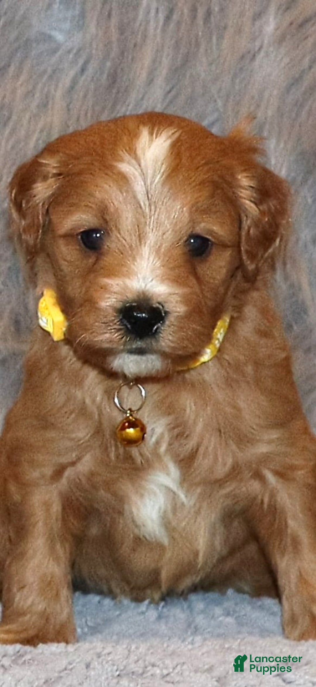 Mini Goldendoodle dogs for sale: Winslow 💙👨‍👨‍👧‍👦💞🐕 - Ad 2