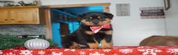 Rottweiler dogs for sale: Noel - Ad 4