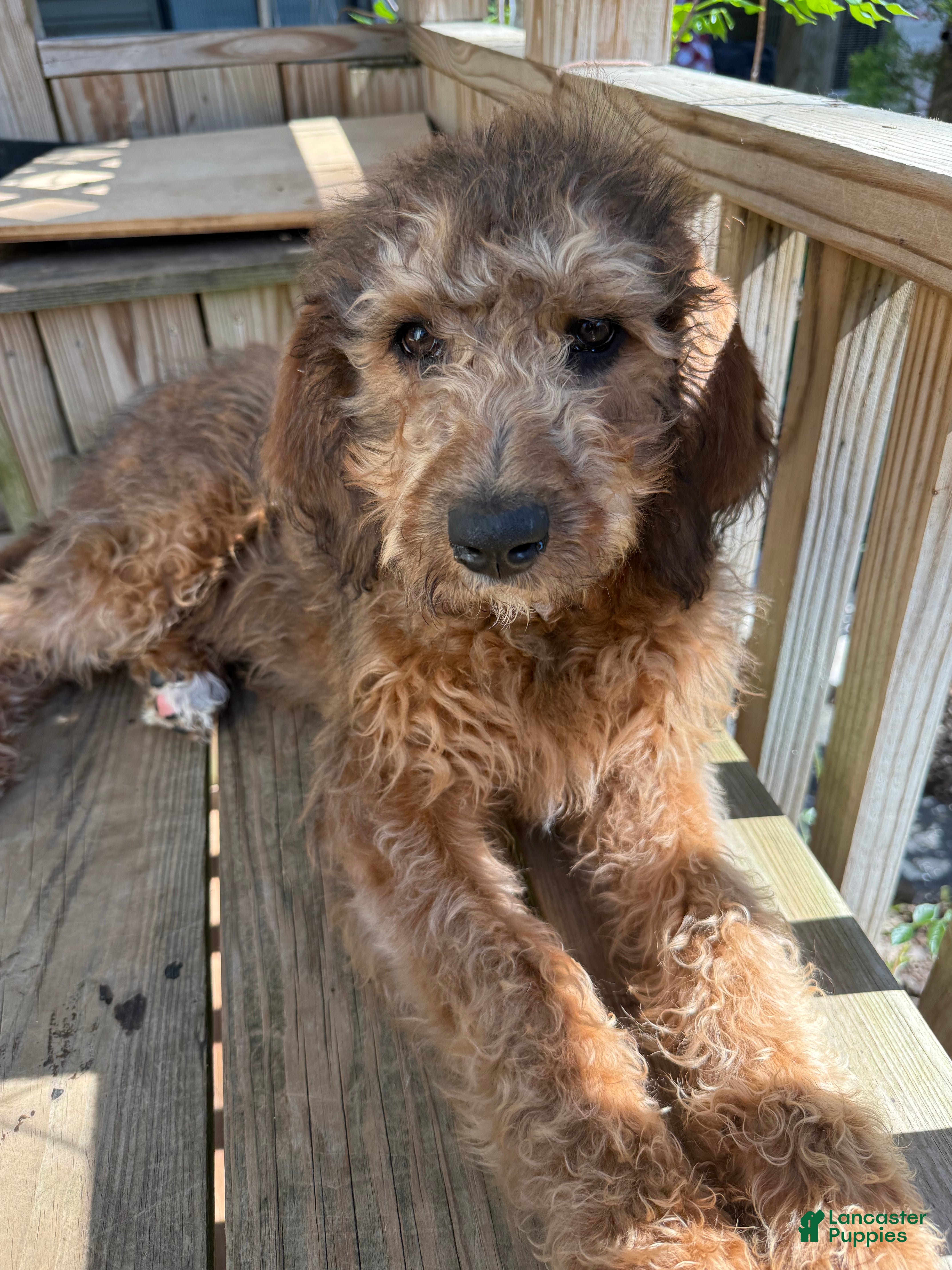 Mixed Breed dogs Sandy - Ad 1