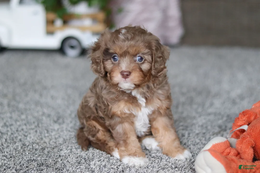 Cavapoo dogs for sale: Tate - Ad 7