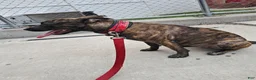 Mixed Breed dogs for sale: Shicona  - Ad 3