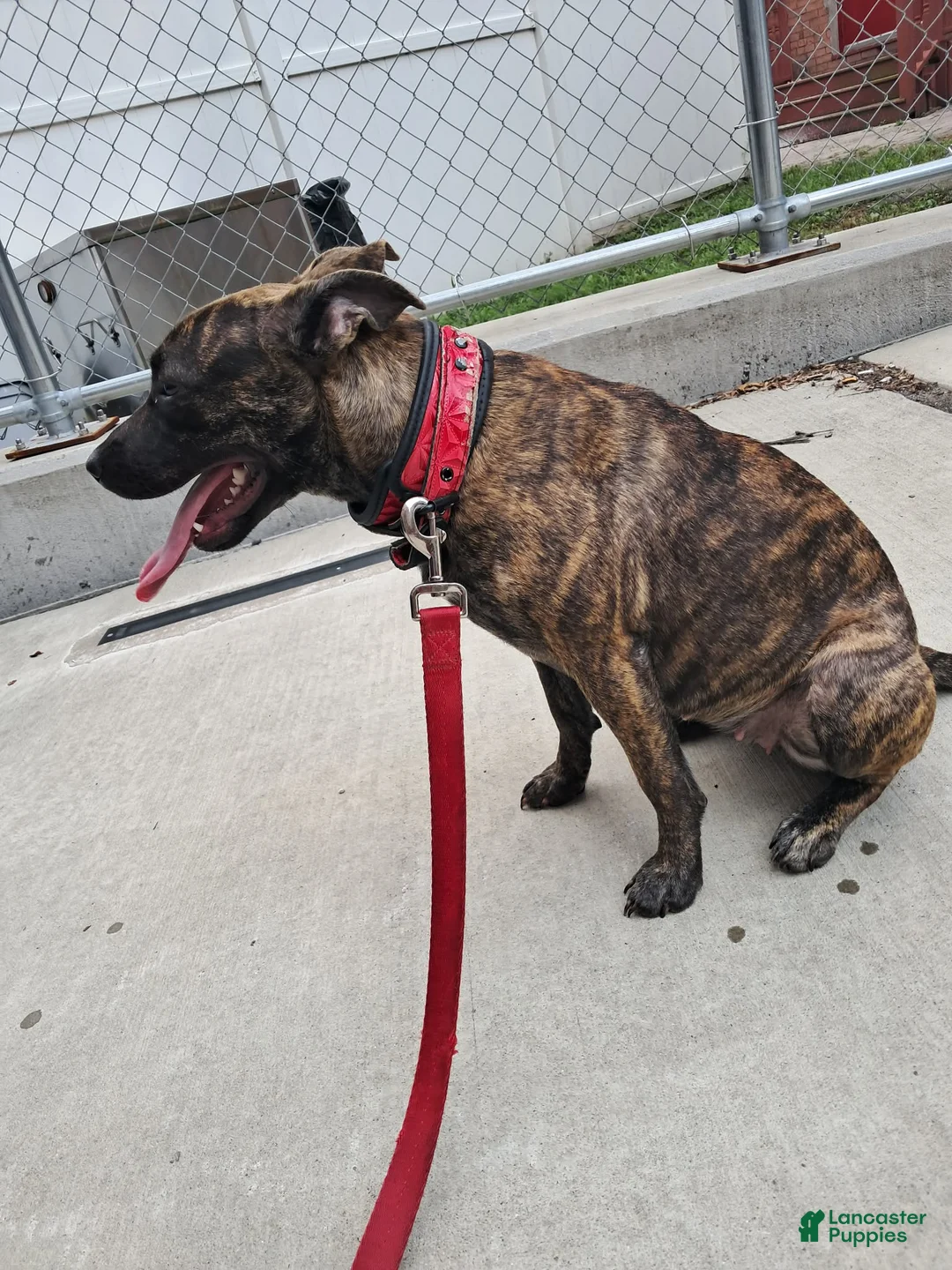 Mixed Breed dogs for sale: Shicona  - Ad 3