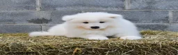 Samoyed dogs for sale: Iceberg - Ad 3