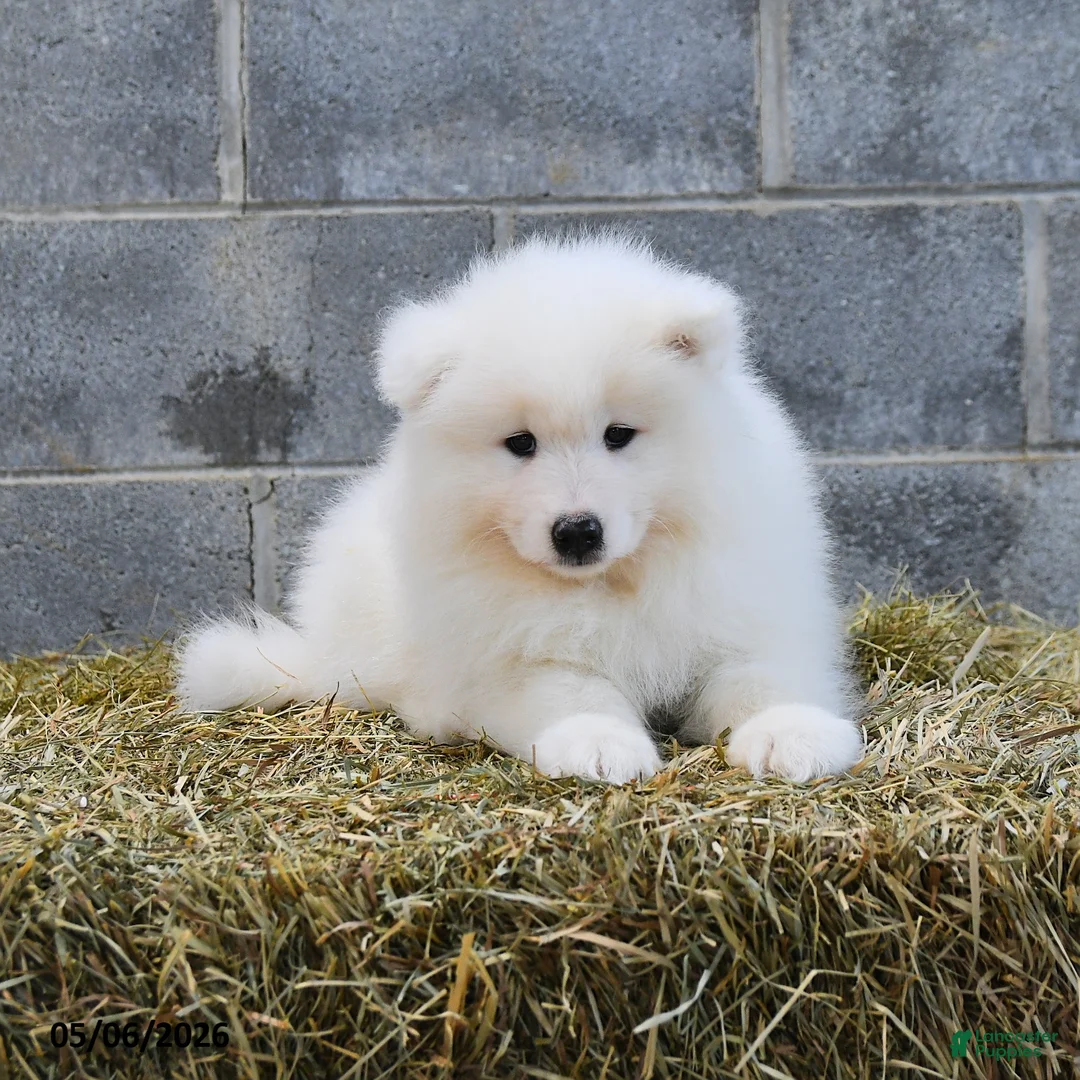 Samoyed dogs for sale: Iceberg - Ad 3