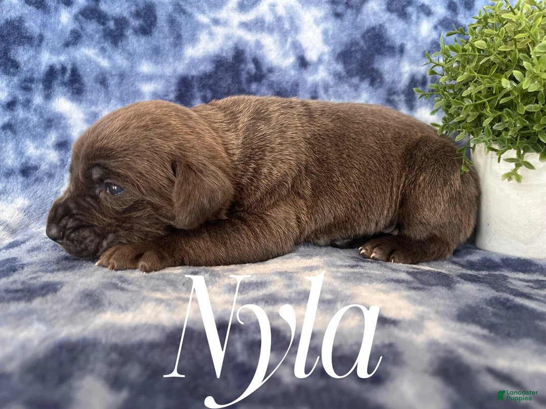 Cane Corso dogs for sale: Nikki - Ad 18