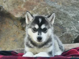 Gerberian Shepsky dogs for sale: Jade - Ad 2