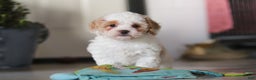 Cavapoo dogs for sale: Loki - Ad 2