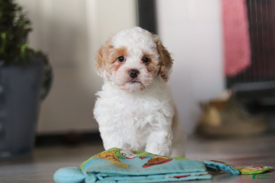 Cavapoo dogs for sale: Loki - Ad 2