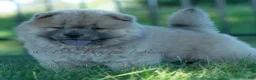 Chow Chow dogs for sale: Bouji - Ad 2