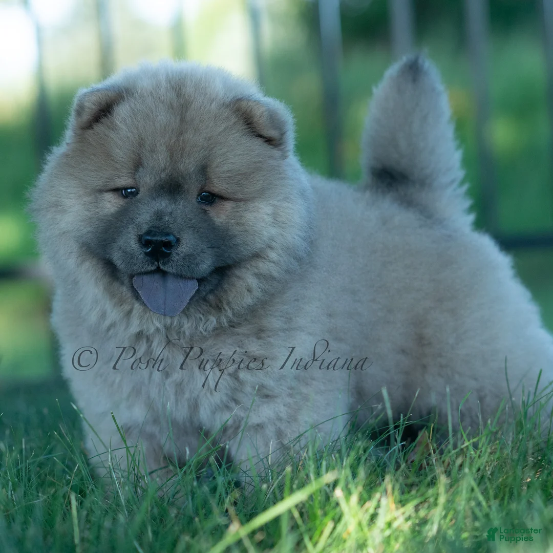 Chow Chow dogs for sale: Bouji - Ad 2