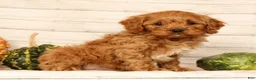 Cavapoo dogs for sale: Parker - Ad 2