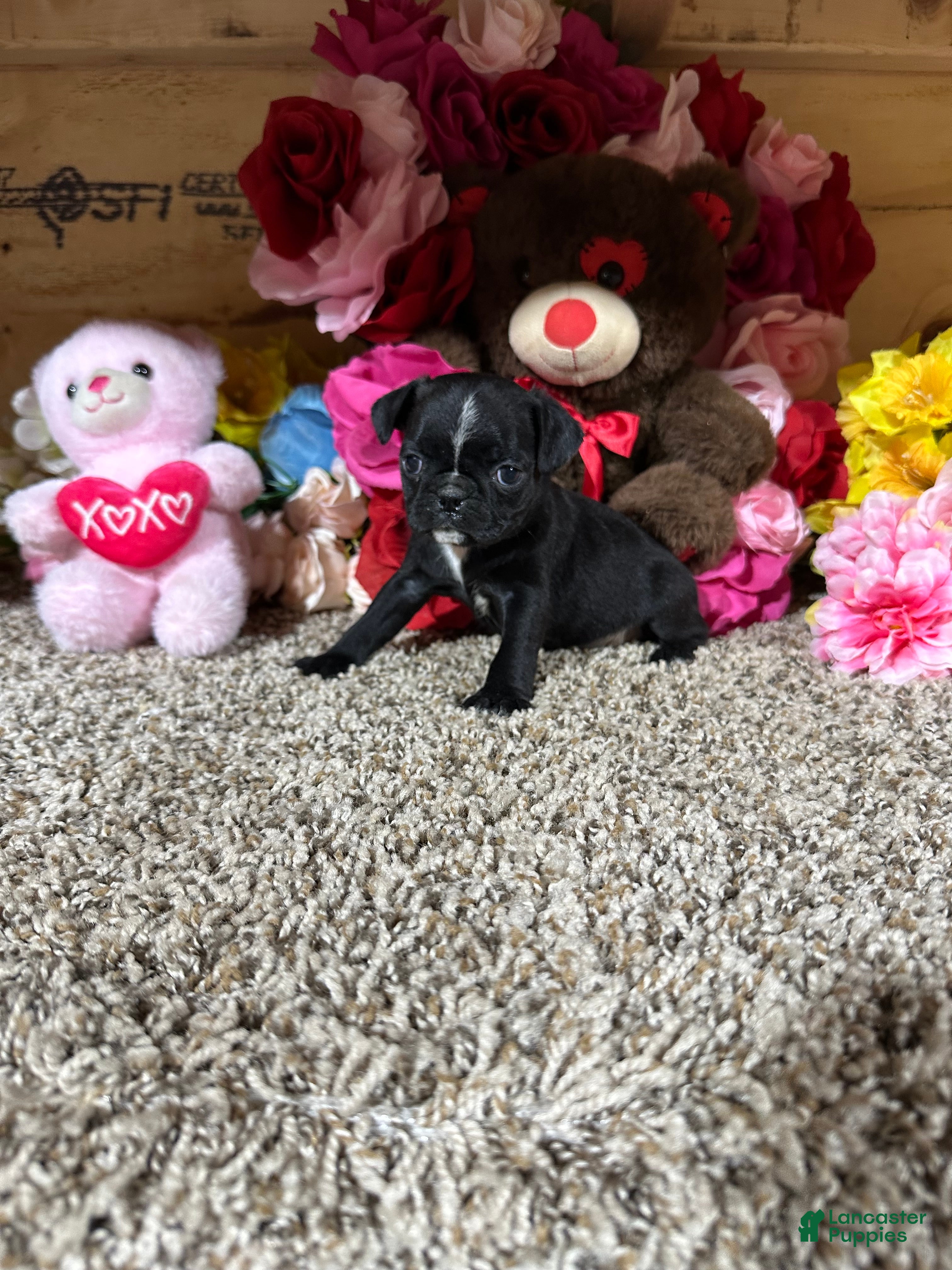 Mixed Breed dogs Mixed Breed Puppy 4 - Ad 1