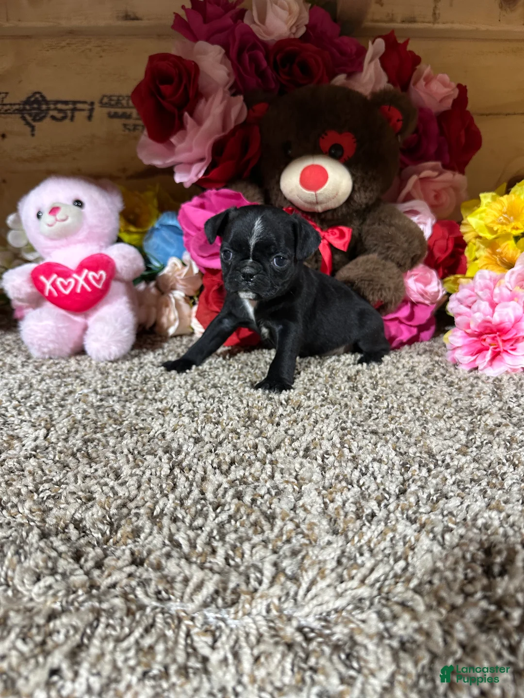 Mixed Breed dogs for sale: Mixed Breed Puppy 4 - Ad 1