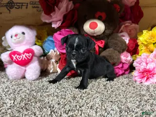 Mixed Breed dogs for sale: Mixed Breed Puppy 4 - Ad 3